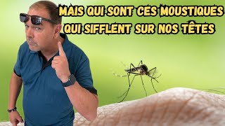 Comment se débarrasser des moustiques simplement mosquito moustique [upl. by Aleahpar]