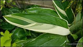 Variegated Arrow Root Maranta Arundinacea plant about to go in dormancy Do not worry [upl. by Ymas]