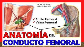 🥇 Anatomía del CONDUCTO FEMORAL Vaina y Anillo Femoral ¡Fácil y Sencilla [upl. by Nimra197]