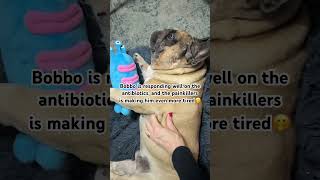 French Bulldog Bobbo’s skin infection recovery dog shorts love [upl. by Nyrahtak]