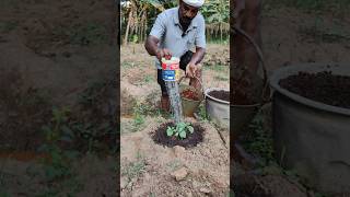 வெள்ளரிக்கு முதல் உரம் போடலாம் வாங்க Lets apply the first fertilizer to the cucumber farming [upl. by Sasha577]