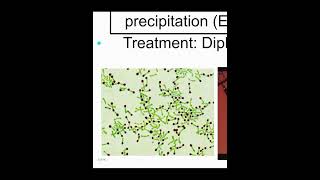 Gram Positive Bacilli NonSpore formingCdiphtheriae amp Listeria Monocytogenes [upl. by Granniah]