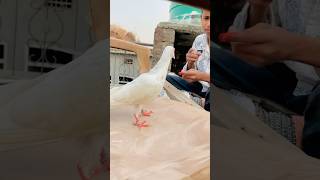 Kitna Smjhdar kabutar h😘😍🕊️youtubeshorts pigeonlover shortvideos shortsfeed birdslover [upl. by Ondine771]