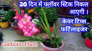 how to grow Gladiolus flower plant  Gladiolus plant care  Gladiolus plant Fertilizer  gladiolus [upl. by Camfort]