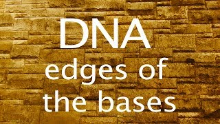 DNA the edges of the bases [upl. by Oelc]