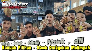 LUAR BIASA BURUNG OMBYOKAN DISINI MURAH DAN BANYAK PILIHAN  CIBLEK  JALAK  GLATIK  PLATUK  RPM [upl. by Adnar180]