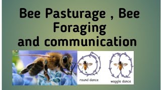 Bee Pasturage  Bee Foraging and Communication 🐝🐝  Hindi Explanation [upl. by Ehlke]