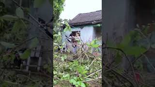 garden tree pruning  cleaning house [upl. by Marigold]