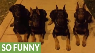 Unbelievably obedient Dobermans demonstrate vast array of skills [upl. by Ahcorb]