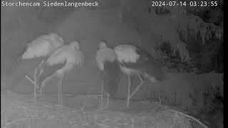 Livestream  Storchennest in Siedenlangenbeck [upl. by Sanfourd]