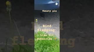 Tweety pie funny bird with a juicy worm cartoon [upl. by Gauntlett]