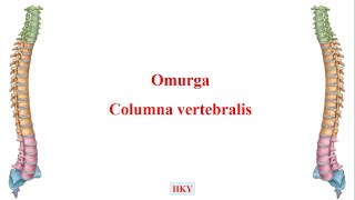 2 Columna Vertebralis Omurga [upl. by Ipoillak340]