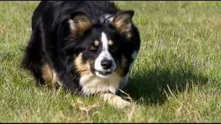 Border Collie en apprentissage au troupeau [upl. by Nwahsirhc]