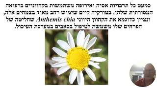 צמחי הבר מהסוג קַחְוָון أقحوان Chamomile Anthemis  דquotר עבּד ל עזבּ [upl. by Noseaj]