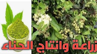 شجرة الحناء Lawsonia Inermis  الزراعة  الاستخلاص  الاستخدام [upl. by Dniren]