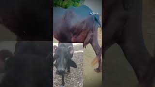 cowandbuffalo trandingshorts buffalodairy PritamsankhlaRajput priyankadinuvlogs4789 [upl. by Lleval663]