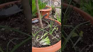 como plantar cebollin en tu jardin [upl. by Darrin67]