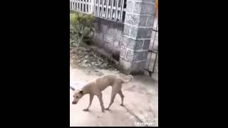 firulais peru perro humor [upl. by Renee810]