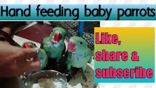 Hand feeding 3 week old baby alexandrine parrots [upl. by Kries]