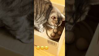 What are you doing with those Tiger balls🤷😬😁 cute cat ❤️ [upl. by Haynor]