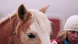 Budweiser Clydesdales Help Purina Surprise Far View Horse Rescue [upl. by Otter455]