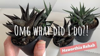 What did I do to my Haworthia Explanation and revival plant care video [upl. by Enilesor]