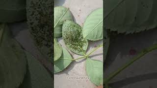 pest attack on plants [upl. by Clementina]