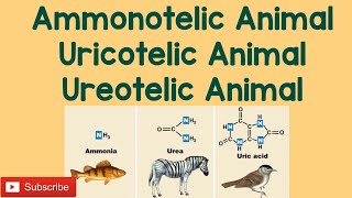 Ammonotelic Uricotelic Ureotelic Animal [upl. by Clement976]