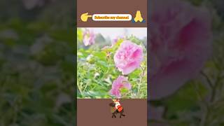 How to propagate Confederate RoseHibiscus Mutabilis from cuttings easy method [upl. by Blake152]