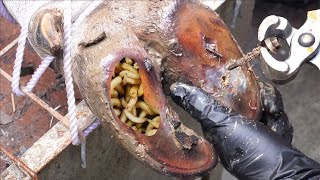 SHOCKING truth about cutting and trimming cow hooves many screws stuck in the hooves  4K [upl. by Ained]