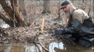 Beaver Trapping with Tom Florin [upl. by Duff489]