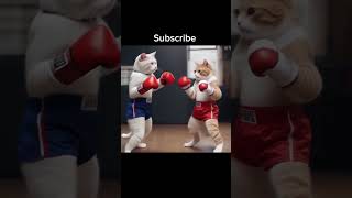 Boxing Cat cat kitten cute shorts [upl. by Sigsmond]