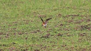 The Oriental pratincoles mating 燕鴴交配 [upl. by Anaek]