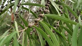 Willow Myrtle 4K RBG Melbourne Australia [upl. by Enayd]