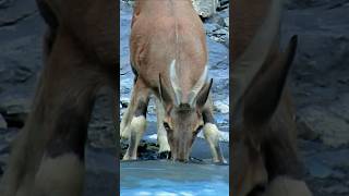 Little ibex comes from high mountains to drink water ibexgoat animals shorts [upl. by Idihsar]