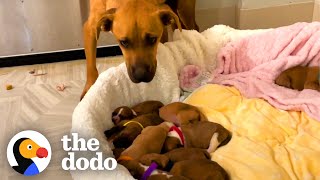 Scared Mama Dog With 14 Puppies Slowly Begins To Trust Her Rescuers  The Dodo [upl. by Earehs]