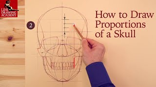 How to Draw Proportions of a Skull [upl. by Bove]