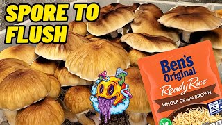 Spore To Flush  Uncle Bens Tek  Complete Beginners Guide To Growing Mushrooms [upl. by Onibas]