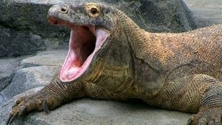 SPOTLIGHT The Komodo Dragon — Worlds Largest Living Lizard  Encyclopaedia Britannica [upl. by Shirah445]