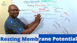 The Resting Membrane Potential [upl. by Natalia]