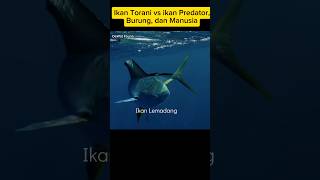 Ikan Terbang vs Ikan Lemadang Burung dan Manusia hewan [upl. by King]