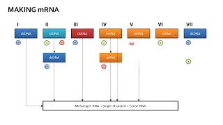 Baltimore Classification [upl. by Helli624]