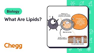 What Are Lipids  Biology [upl. by Sands1]