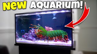 My GIANT MANTIS SHRIMP OUTGREW His AQUARIUM New Home [upl. by Naman]