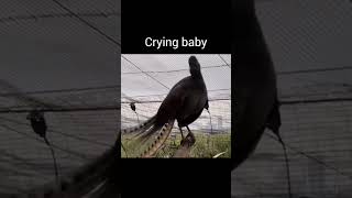 Lyrebird mimicking sound viralvideo youtubeshorts [upl. by Junna475]