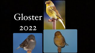 MIS PAREJAS DE GLOSTER PARA LA CRIA DE CANARIOS 2022 [upl. by Millard]