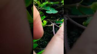 Marsilea seed bouncing when it touch☘️☘️ [upl. by Hamburger]