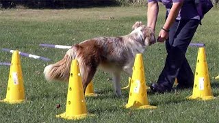 Agility exercises for dogs under 12 months [upl. by Aleet]