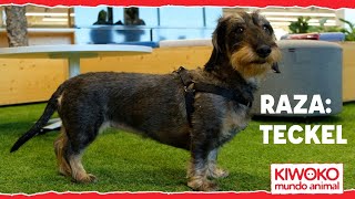 Características del TECKEL o Dachshund【 EL PERRO SALCHICHA 】🐕✅ [upl. by Cayla]