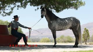 YEGUADA EL 59 CABALLOS DE PURA RAZA ESPAÑOLA EN AGUASCALIENTES [upl. by Cirdec]